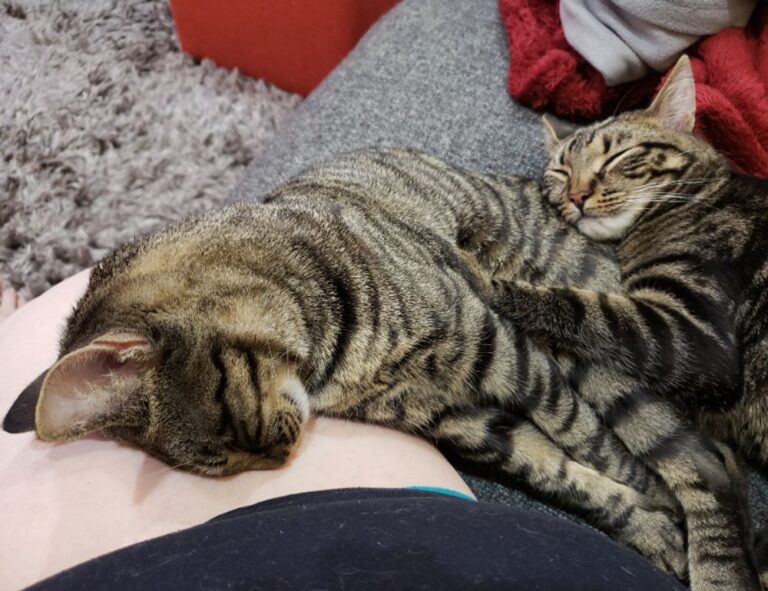 can i run widdeadvi games