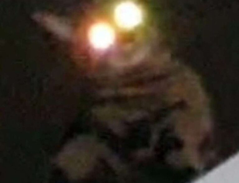 medicines that should not be used to treat tamophage